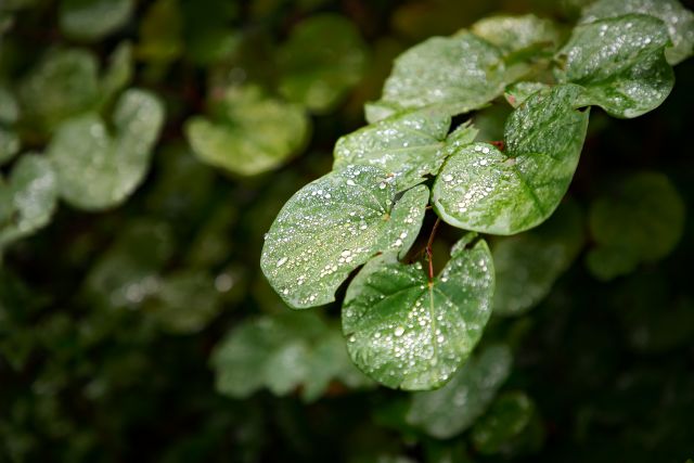 Jardins de chuva oferecem mais permeabilidade e verde às cidades